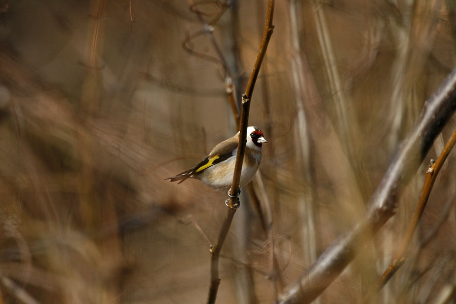 щиглец - (Carduelis carduelis)