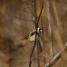 щиглец - (Carduelis carduelis)