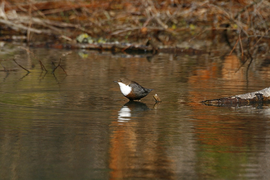 Воден кос (Cinclus cinclus)