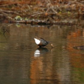 Воден кос (Cinclus cinclus)