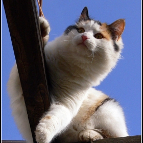 Шанън