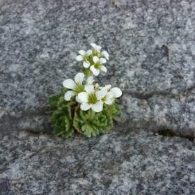 Планинско цвете-сенчеста каменоломка(saxifrag­a cymosa)