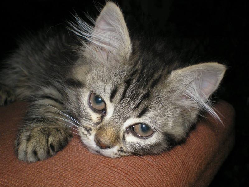 котенце