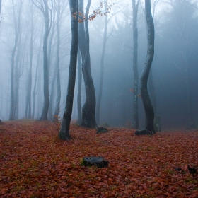 .....Wood in fog.....