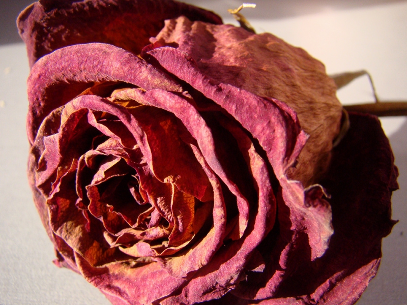 rose