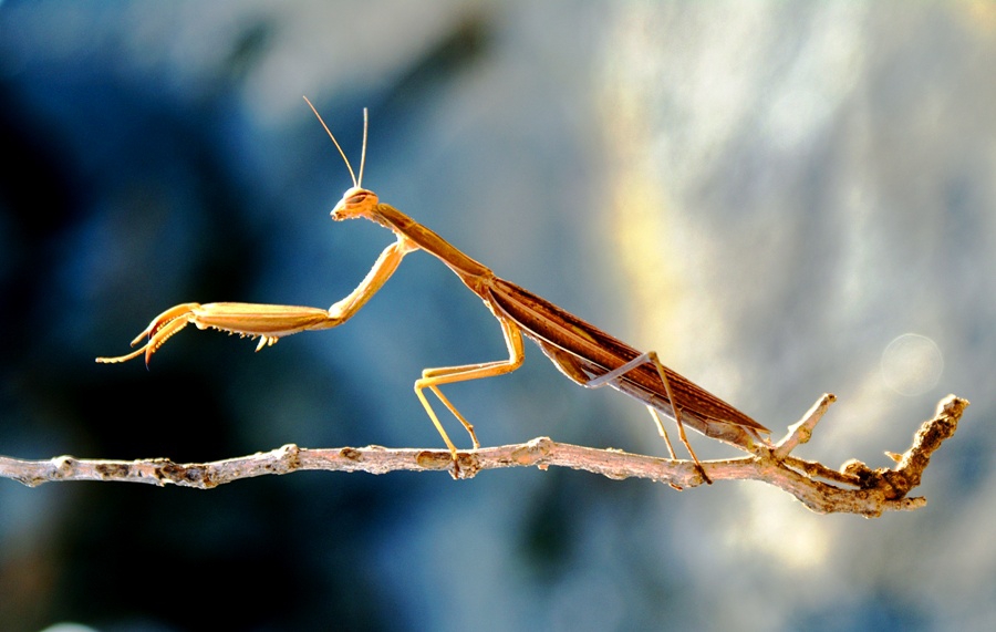 the Insect