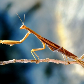 the Insect