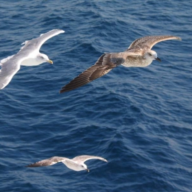 birds over the sea