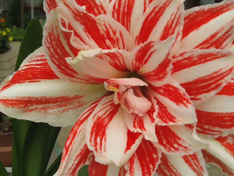 flowers 3