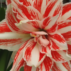 flowers 3
