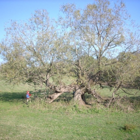 Старата върба