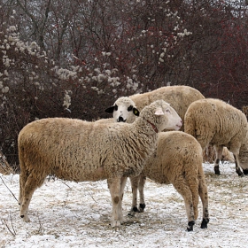 Sheeps