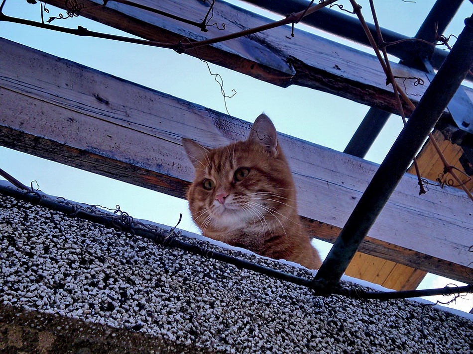 Я да видя кой пристига
