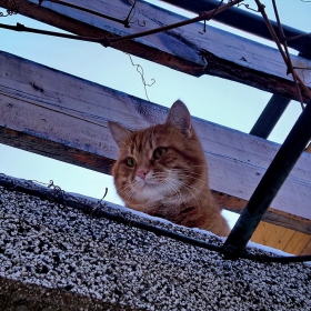 Я да видя кой пристига