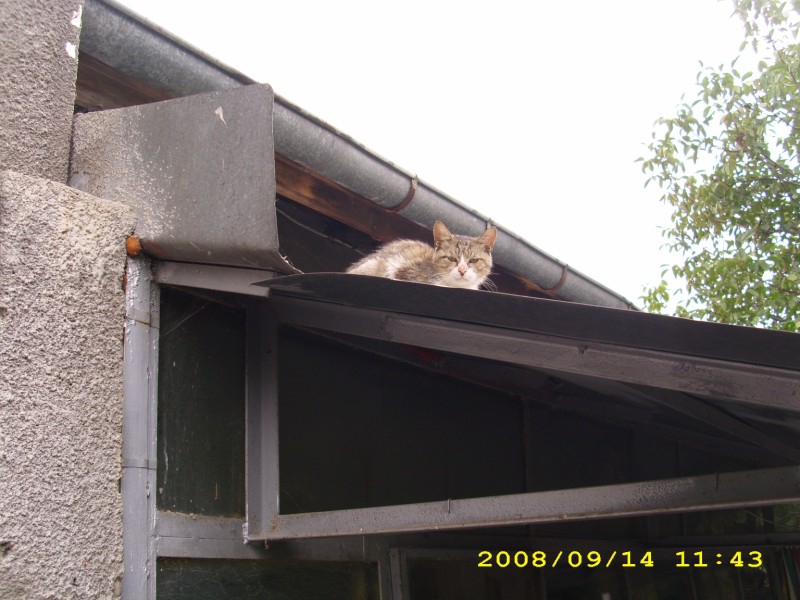 котка върху горещ ламаринен покрив