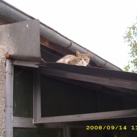 котка върху горещ ламаринен покрив