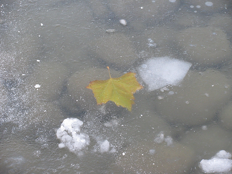 frozen beauty...