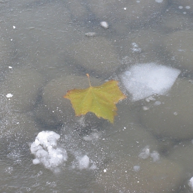frozen beauty...