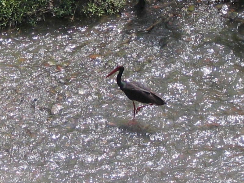 black stork carries happiness