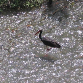 black stork carries happiness