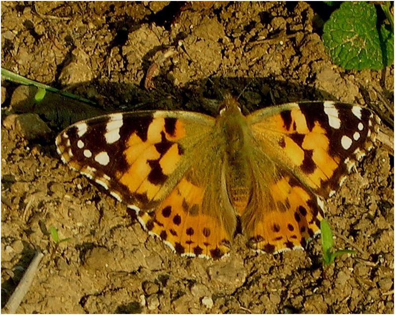 farfalina...