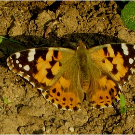 farfalina...