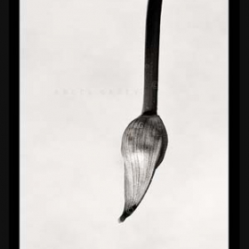 Brush