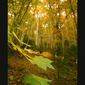 Leafs and Colours