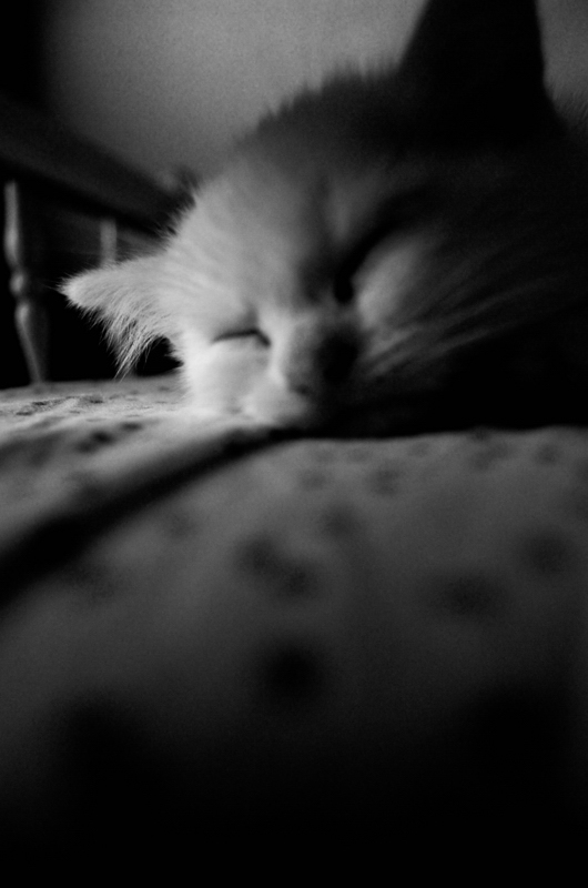 sleepy cat