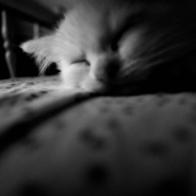 sleepy cat