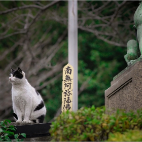 ~ Namu Amida Butsu ~ ( become a believer in Buddhism )