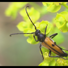 Vadonia bisignata