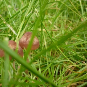 Mushroom-England