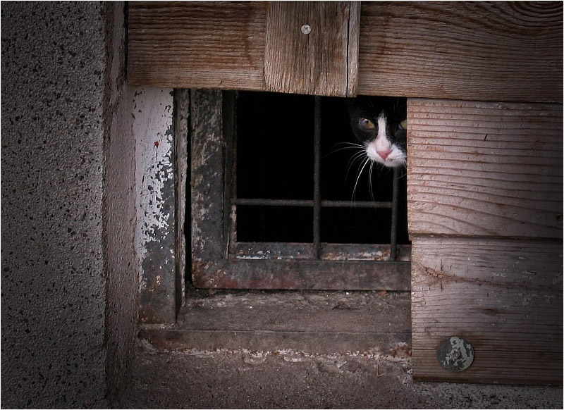 Зоркото око