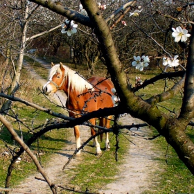 Мечта за пролет