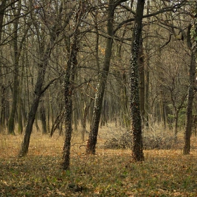 В Западния парк