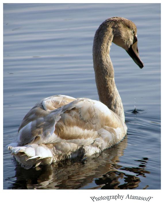Nqm lebed /cygnus olor/- mlad