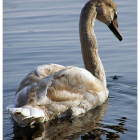 Nqm lebed /cygnus olor/- mlad