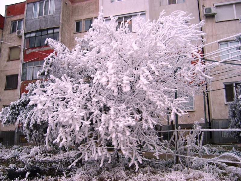 Красива слана