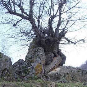 В каменна прегръдка