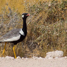 white-quilled koraan in Etosha