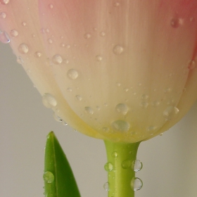 wet, pink, tender