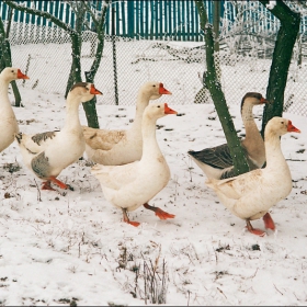 Гъски под строй