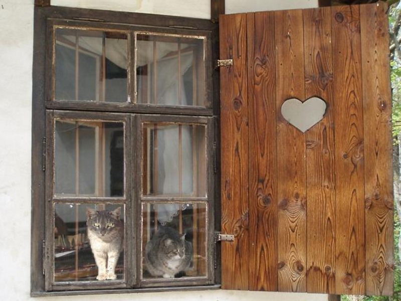 cat's window