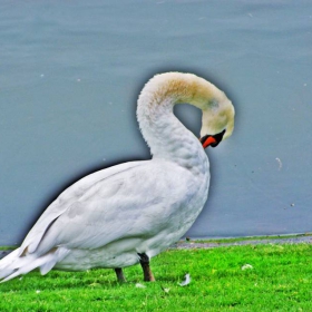 Swan