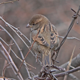 Bird On A Wire