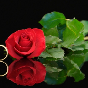 Rings 'N' Rose