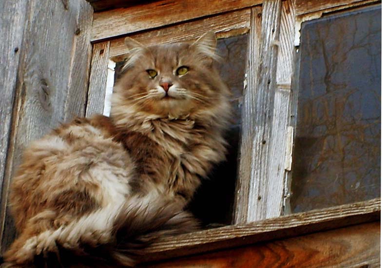 Тук пазя аз!(Внимание зло коте)2