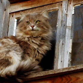 Тук пазя аз!(Внимание зло коте)2