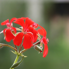 Pelargonium peltatum